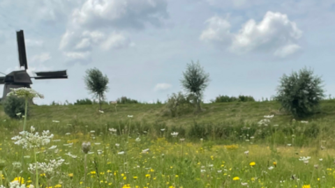 Weidelandschap met links een molen in de verte