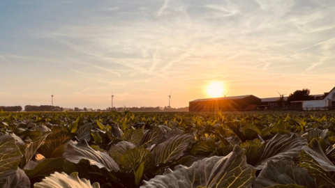 Afbeelding van een veld met kool in de gemeente Dijk en Waard. De zon gaat bijna onder
